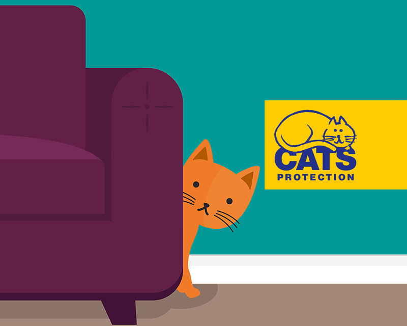 Cat Protection – New arrival guide